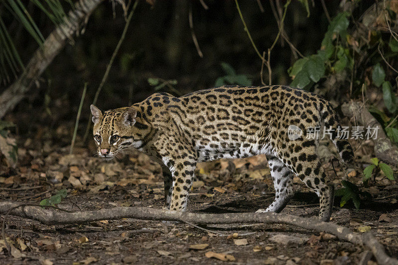 豹猫(Leopardus pardalis)夜间在潘塔纳尔的地面上